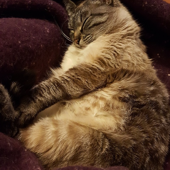 Meet your Posher, Rachel - Picture 3 of 4